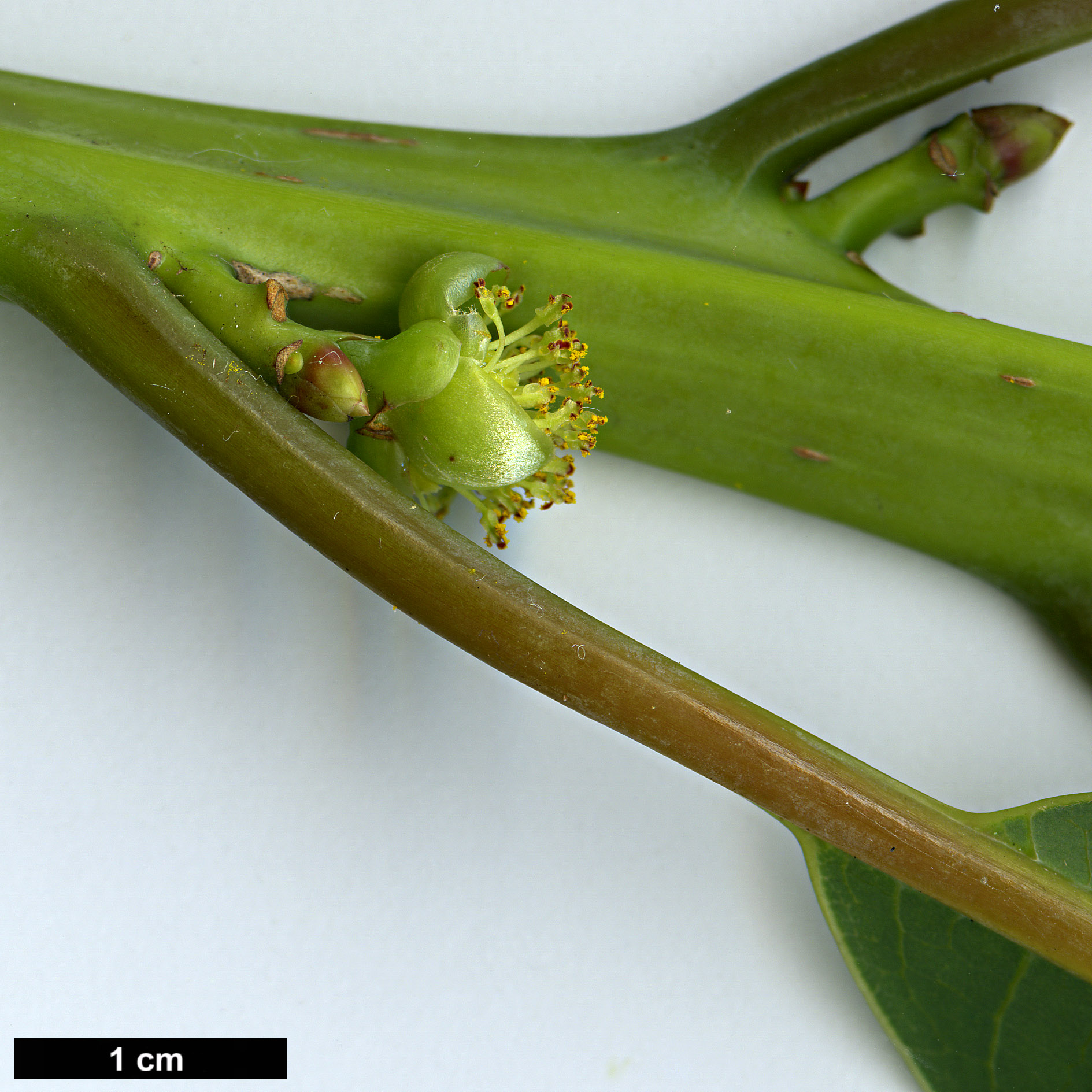 High resolution image: Family: Lauraceae - Genus: Litsea - Taxon: dilleniifolia